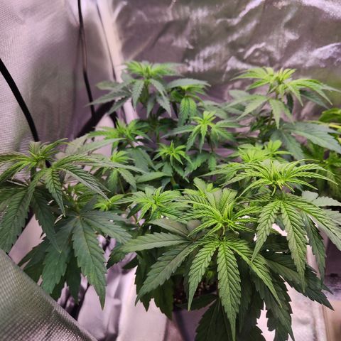 Special Kush growlog photo: Pflanze sieht richtig gut aus  und trinkt wie Sau 😁