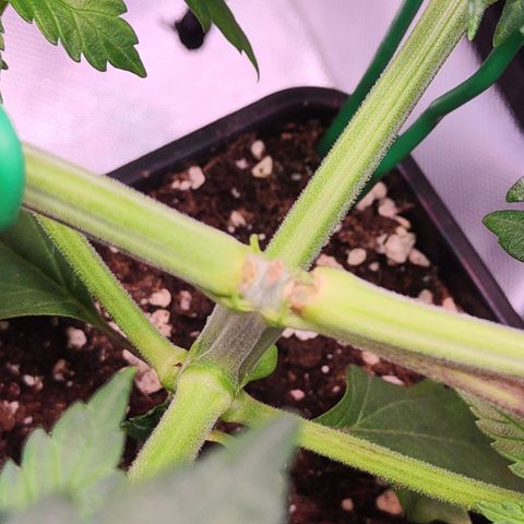 Royal AK growlog timeline photo