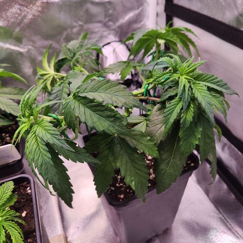 Royal AK growlog timeline photo