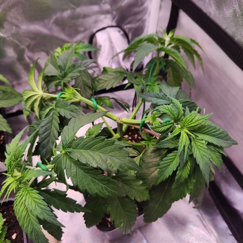 Royal AK growlog timeline photo