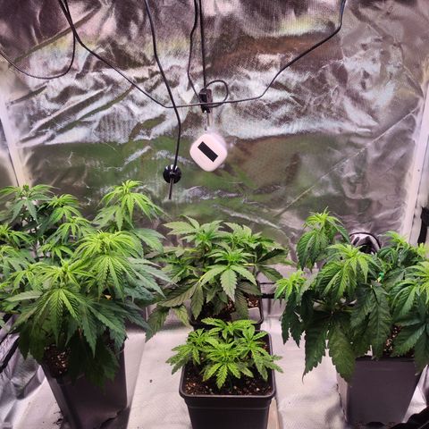 Royal AK growlog timeline photo
