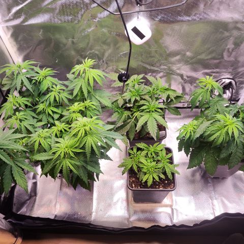 Royal AK growlog timeline photo