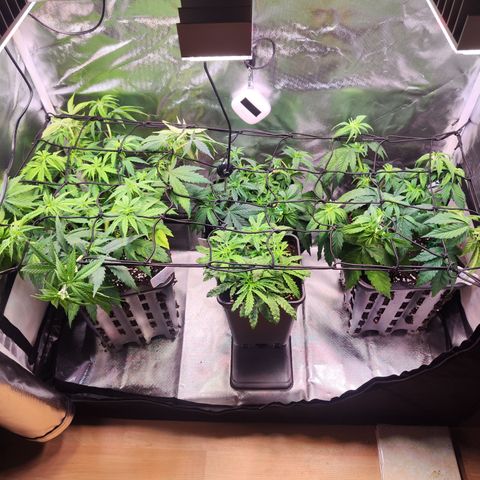 Royal AK growlog timeline photo