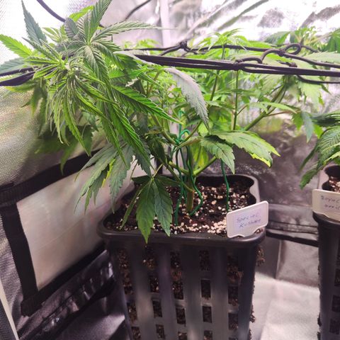 Special Kush growlog timeline photo