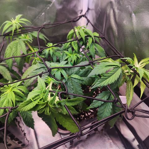Royal AK growlog timeline photo