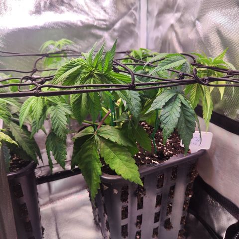 Royal AK growlog timeline photo