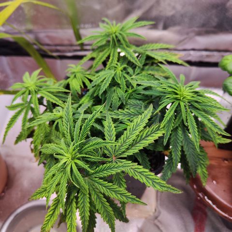 Royal Gorilla growlog timeline photo