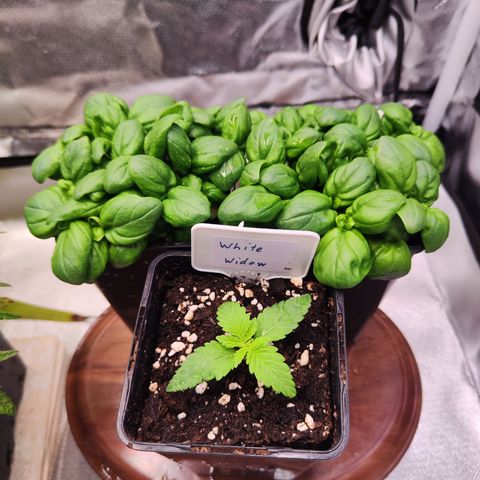 Royal Gorilla growlog timeline photo