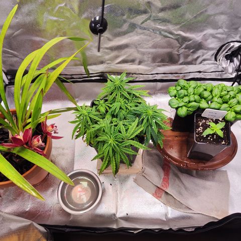 Royal Gorilla growlog timeline photo