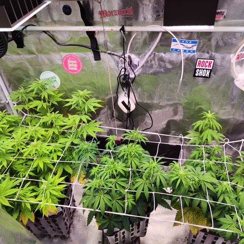 Royal AK growlog timeline photo
