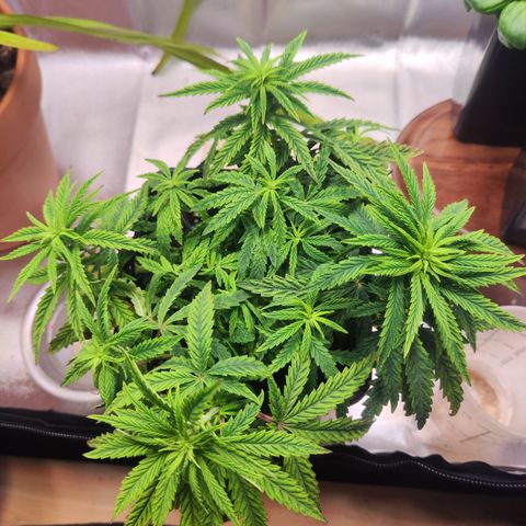 Royal Gorilla growlog photo: Vorher