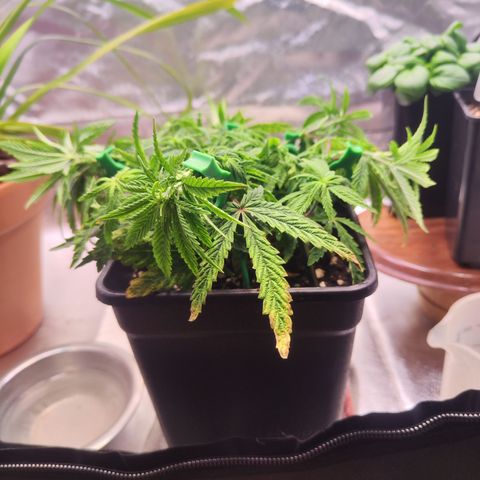 Royal Gorilla growlog timeline photo