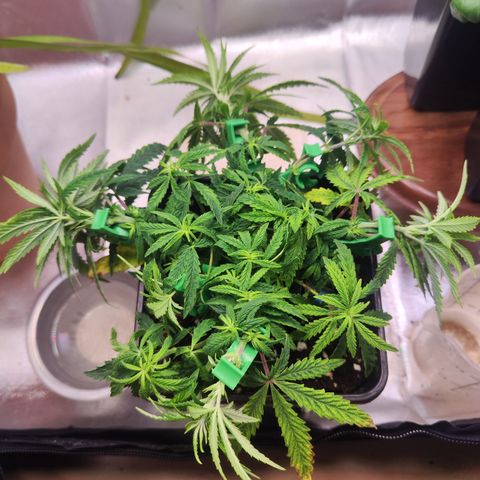 Royal Gorilla growlog timeline photo