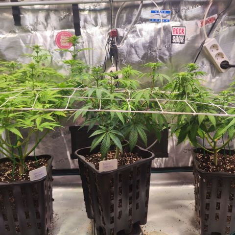 Royal AK growlog timeline photo