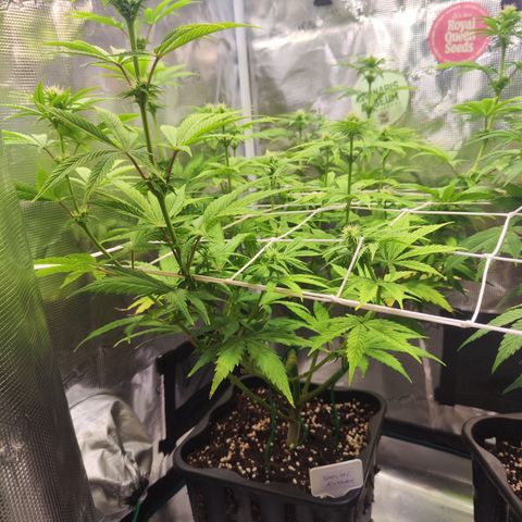 Special Kush growlog timeline photo