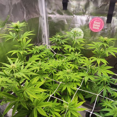 Special Kush growlog timeline photo
