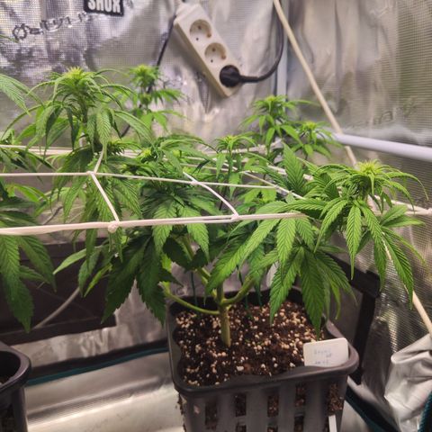 Royal AK growlog timeline photo