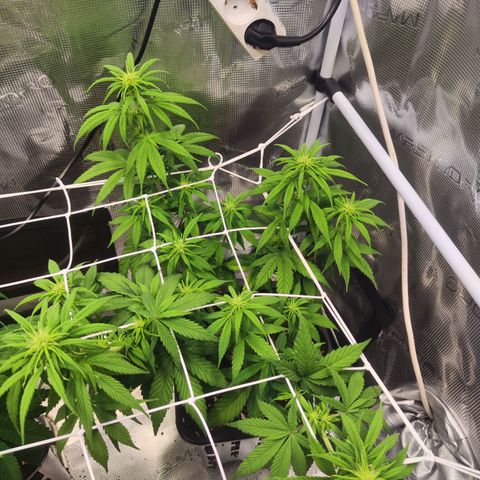 Royal AK growlog timeline photo