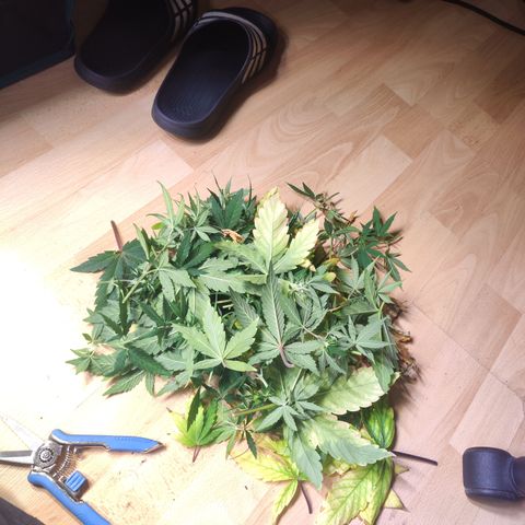 Royal AK growlog timeline photo