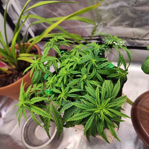 Royal Gorilla growlog timeline photo