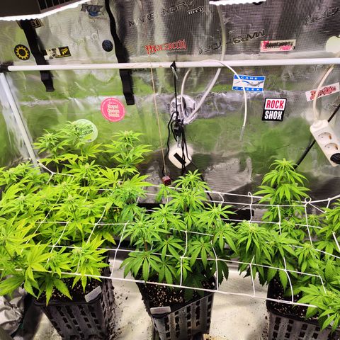 Royal AK growlog timeline photo