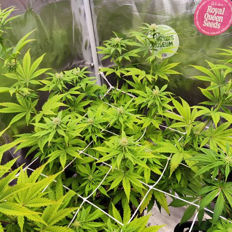Special Kush growlog timeline photo