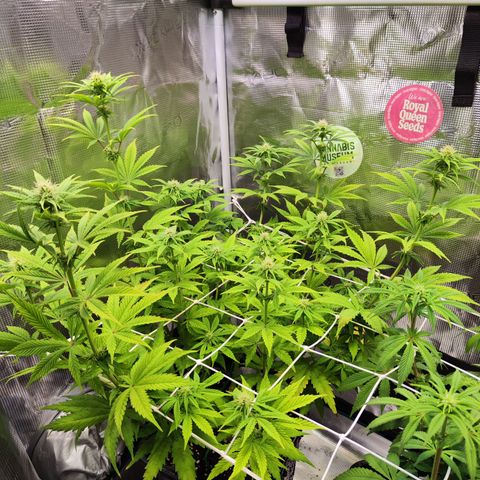 Special Kush growlog timeline photo