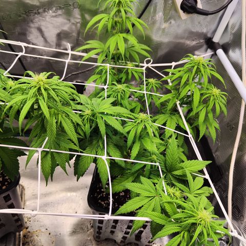 Royal AK growlog timeline photo