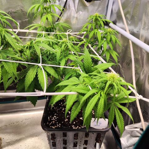 Royal AK growlog timeline photo