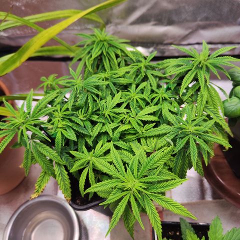 Royal Gorilla growlog timeline photo