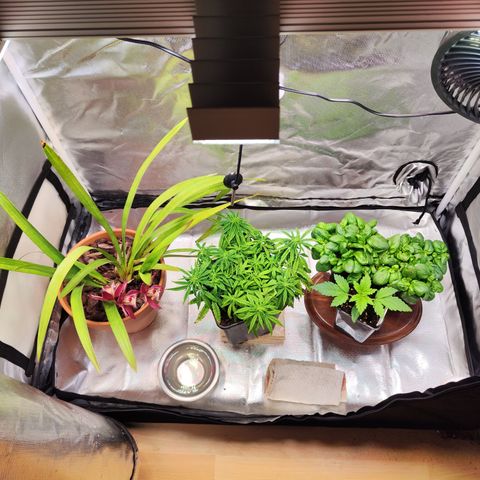 Royal Gorilla growlog timeline photo
