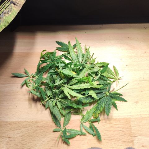 Royal Gorilla growlog timeline photo