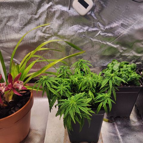 Royal Gorilla growlog timeline photo