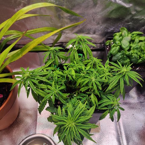 Royal Gorilla growlog timeline photo