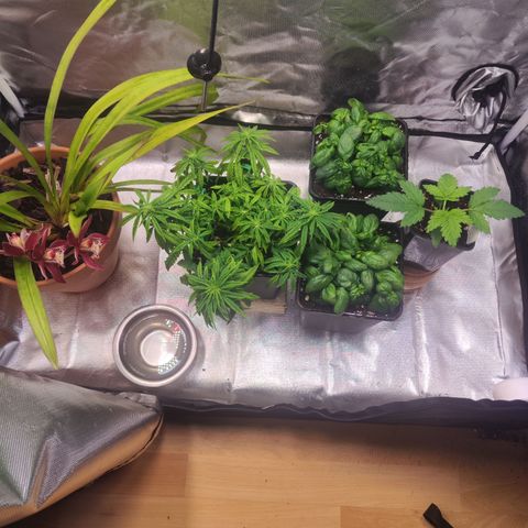 Royal Gorilla growlog timeline photo