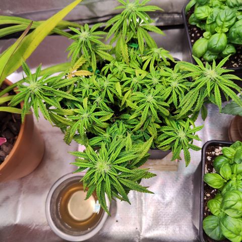 Royal Gorilla growlog timeline photo