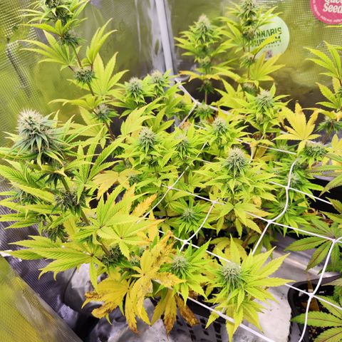 Special Kush growlog timeline photo