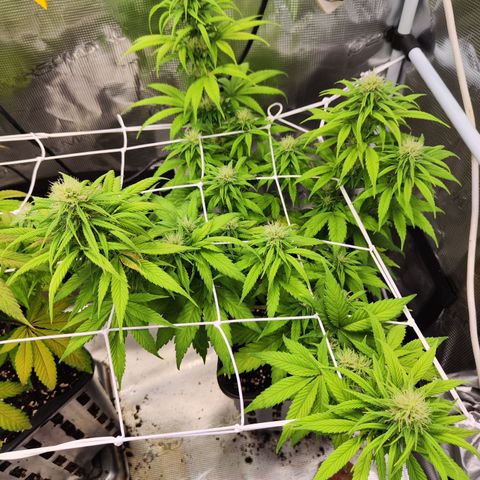 Royal AK growlog timeline photo