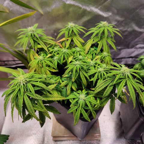 Royal Gorilla growlog timeline photo