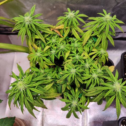 Royal Gorilla growlog timeline photo