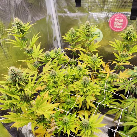 Special Kush growlog timeline photo