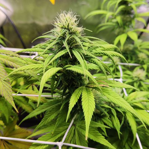 Royal AK growlog timeline photo