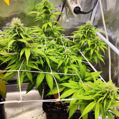 Royal AK growlog timeline photo