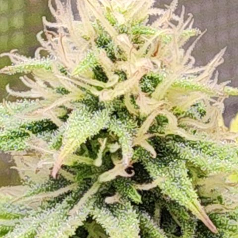 Special Kush growlog timeline photo
