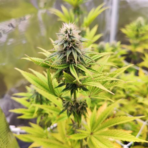 Special Kush growlog timeline photo