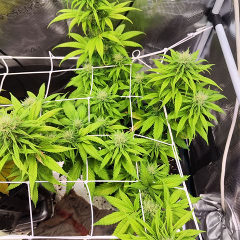 Royal AK growlog timeline photo