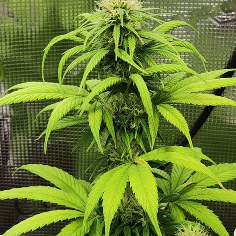 Royal AK growlog timeline photo
