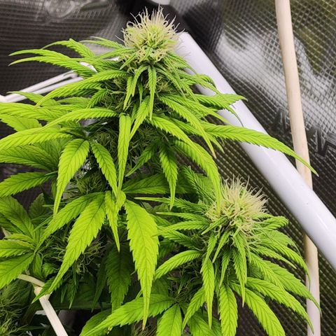 Royal AK growlog timeline photo