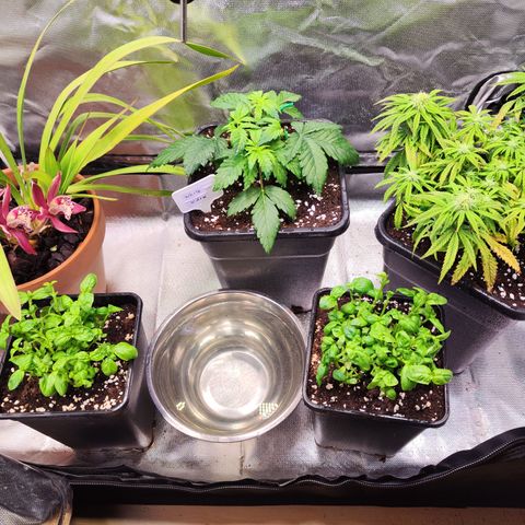 Royal Gorilla growlog timeline photo
