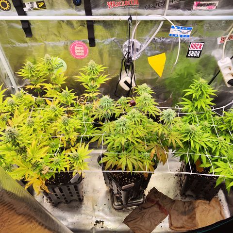 Royal AK growlog timeline photo